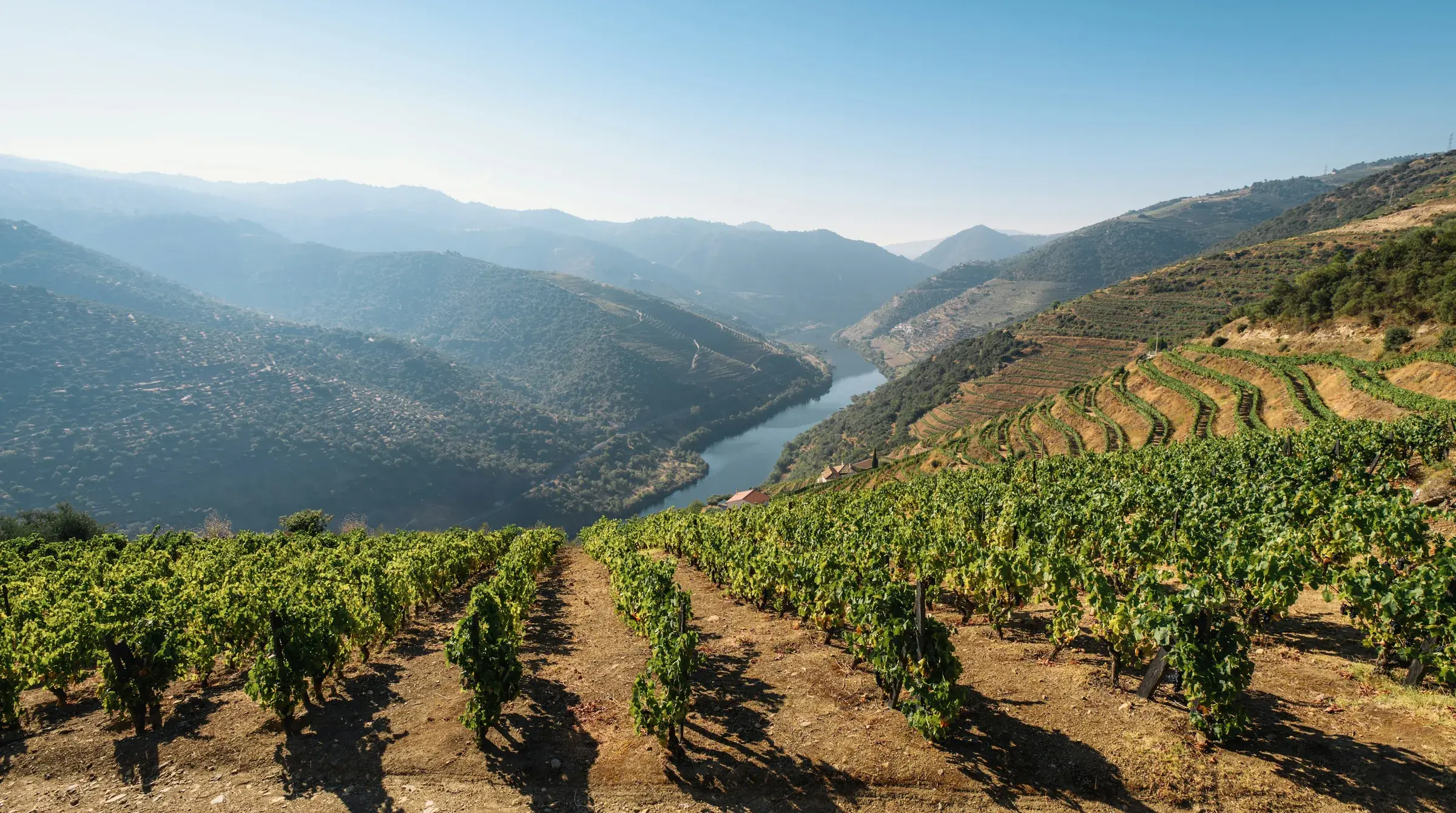 Los viñedos en terrazas del valle del Duero